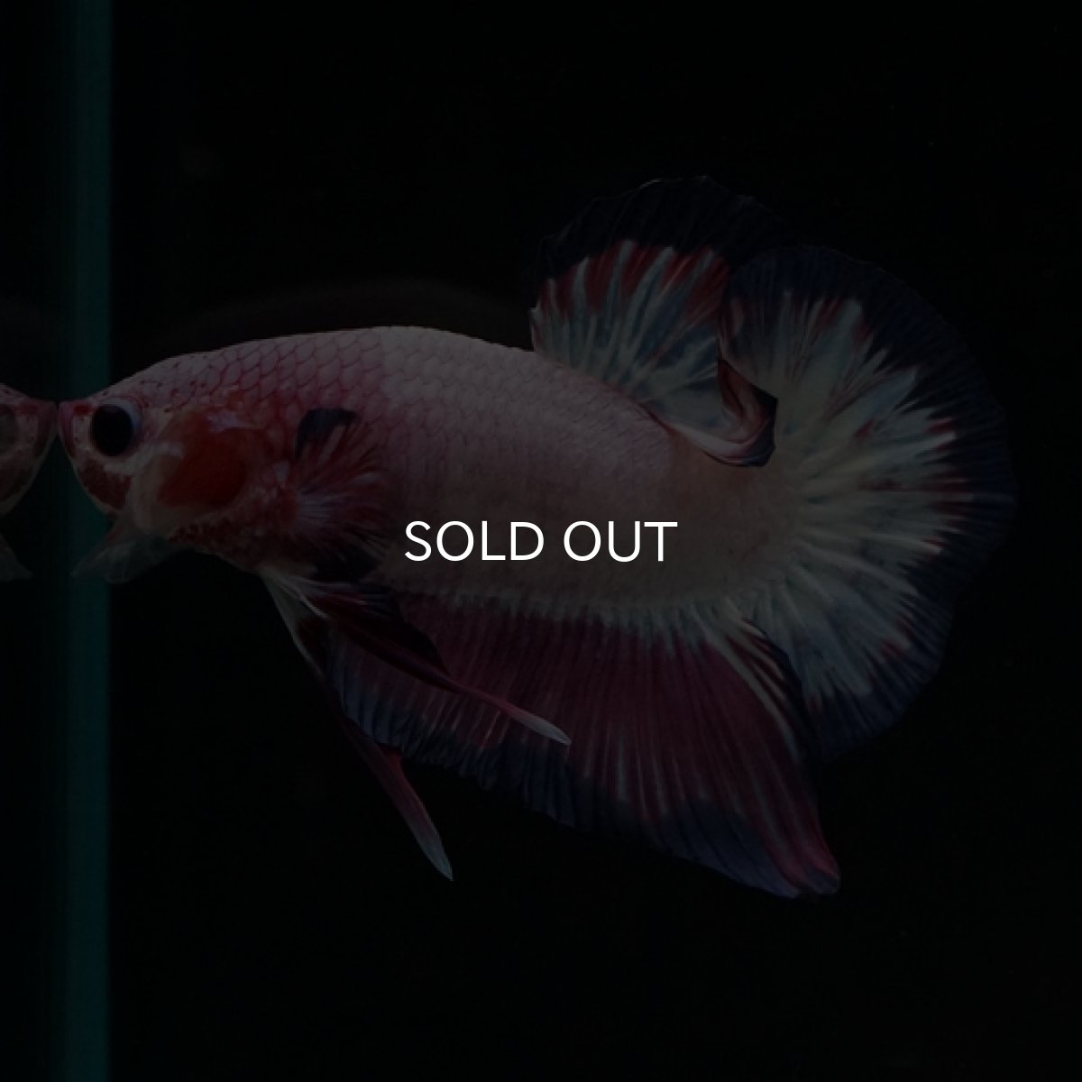 画像10: HMPK　ピンクファンシー (10)