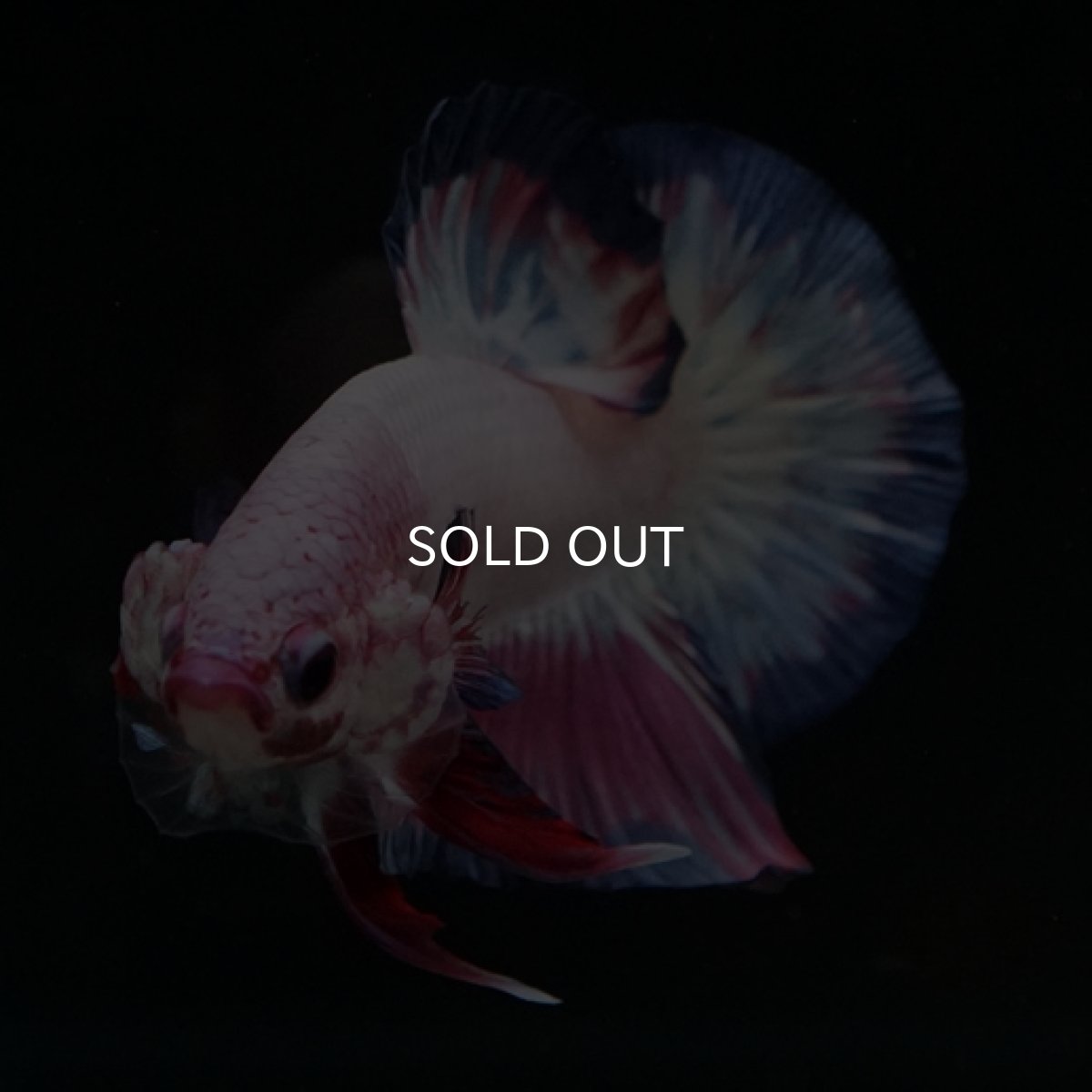 画像3: HMPK　ピンクファンシー (3)