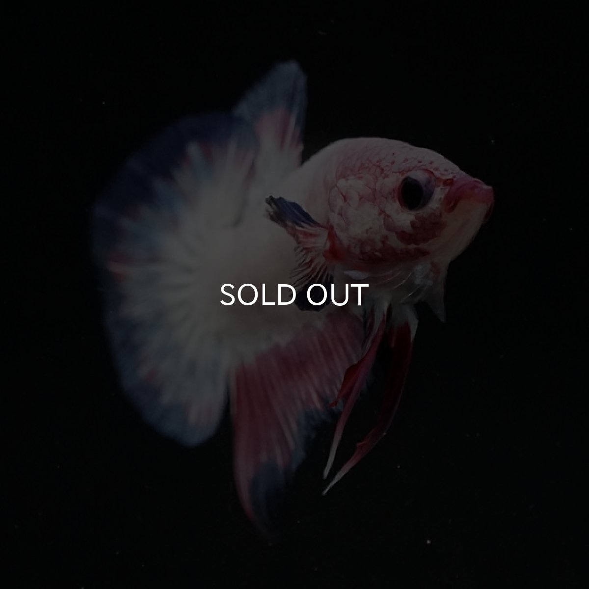 画像9: HMPK　ピンクファンシー (9)