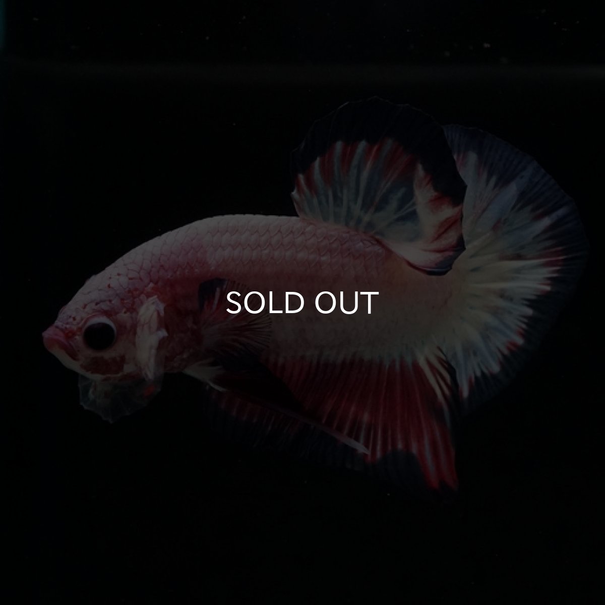 画像8: HMPK　ピンクファンシー (8)