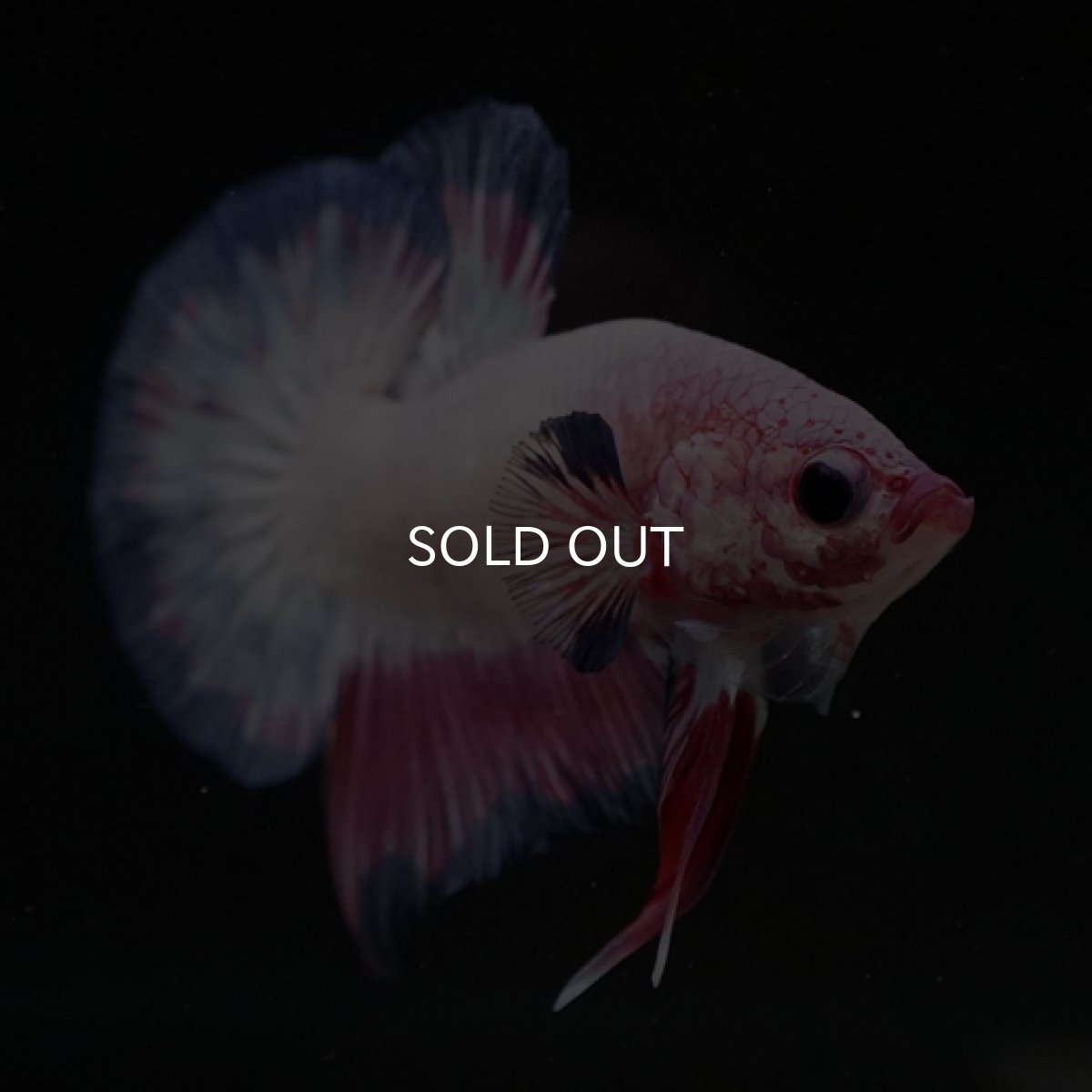 画像7: HMPK　ピンクファンシー (7)