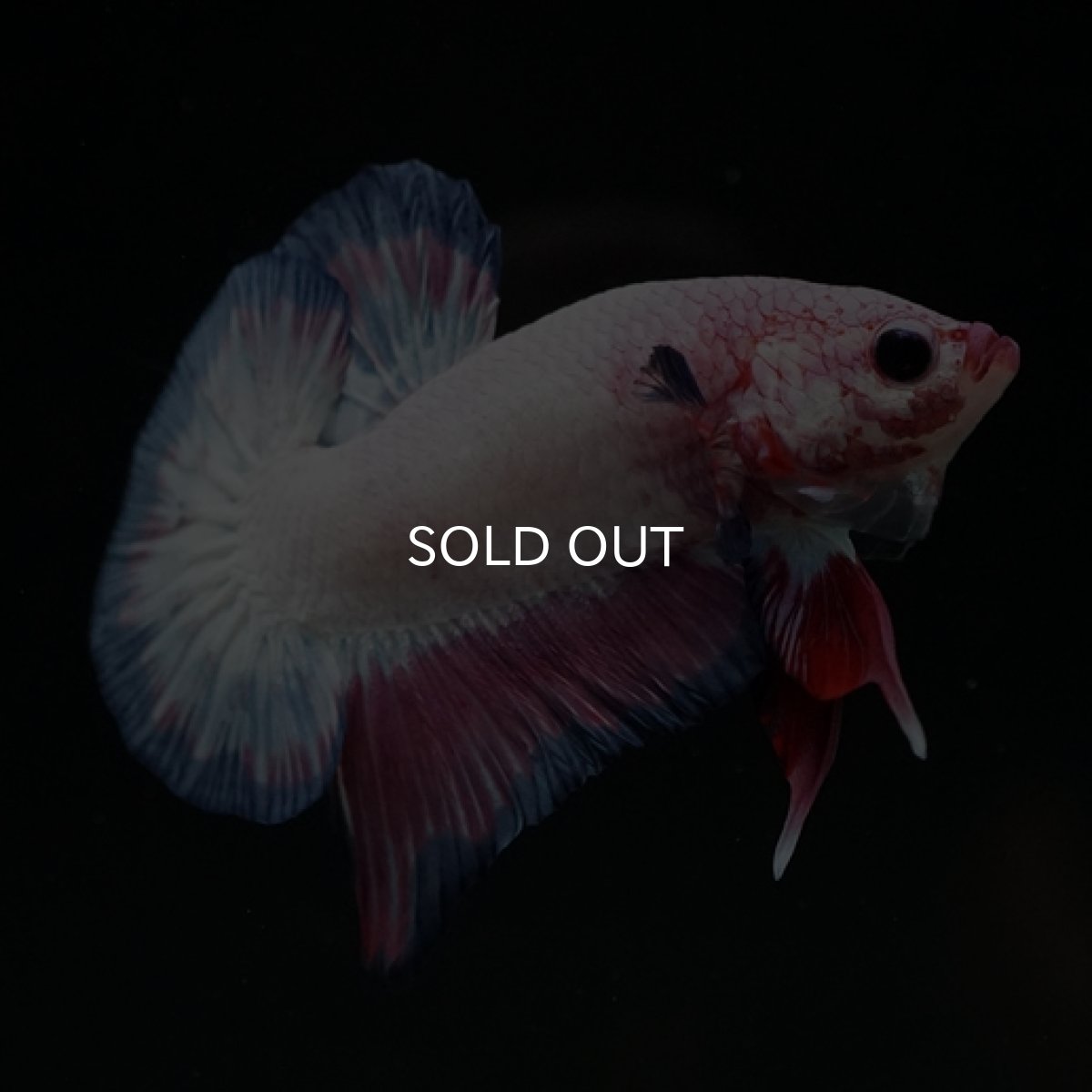 画像6: HMPK　ピンクファンシー (6)