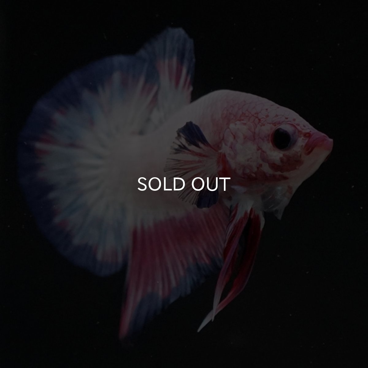 画像5: HMPK　ピンクファンシー (5)