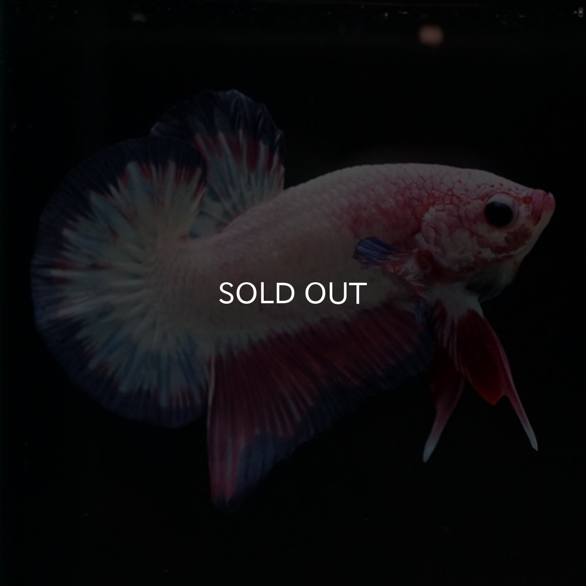 画像4: HMPK　ピンクファンシー (4)