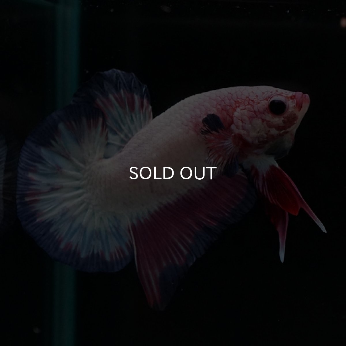 画像2: HMPK　ピンクファンシー (2)