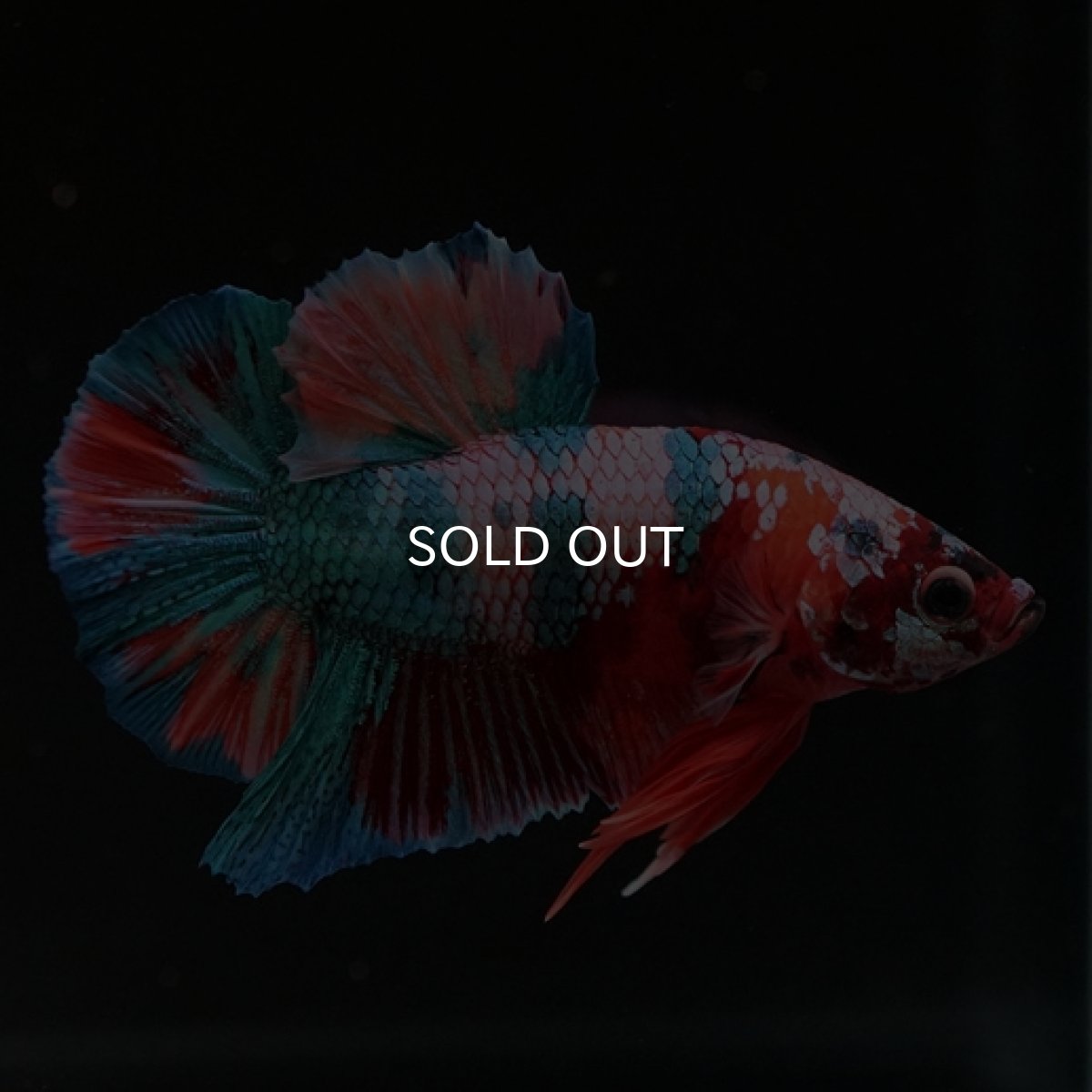 画像16: HMPK　キャンディレインボー (16)