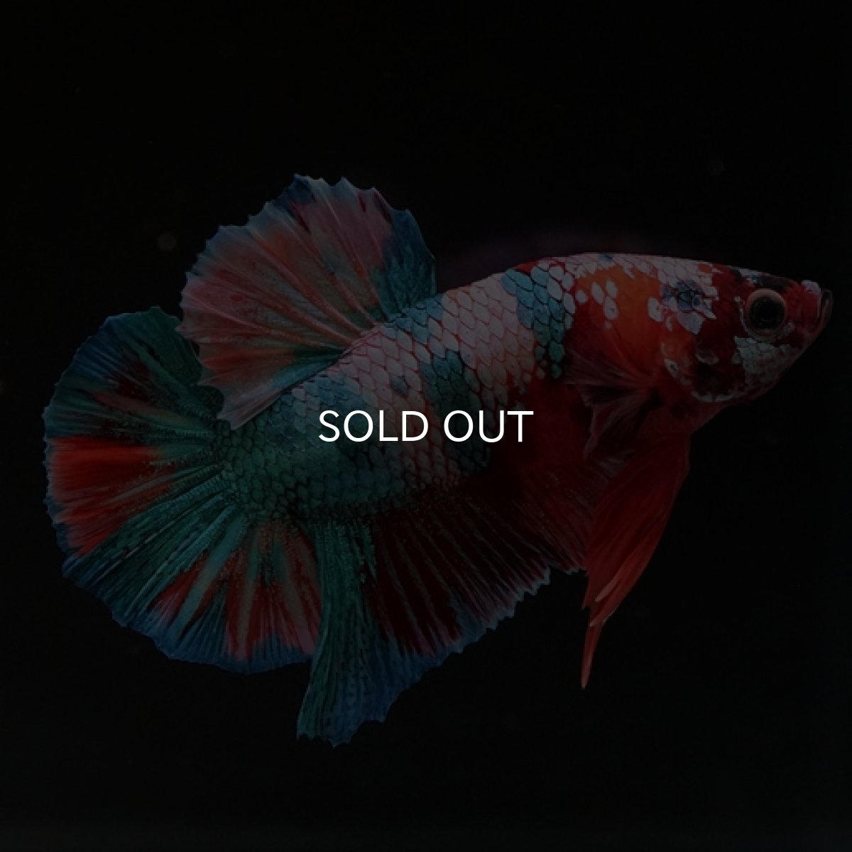 画像2: HMPK　キャンディレインボー (2)