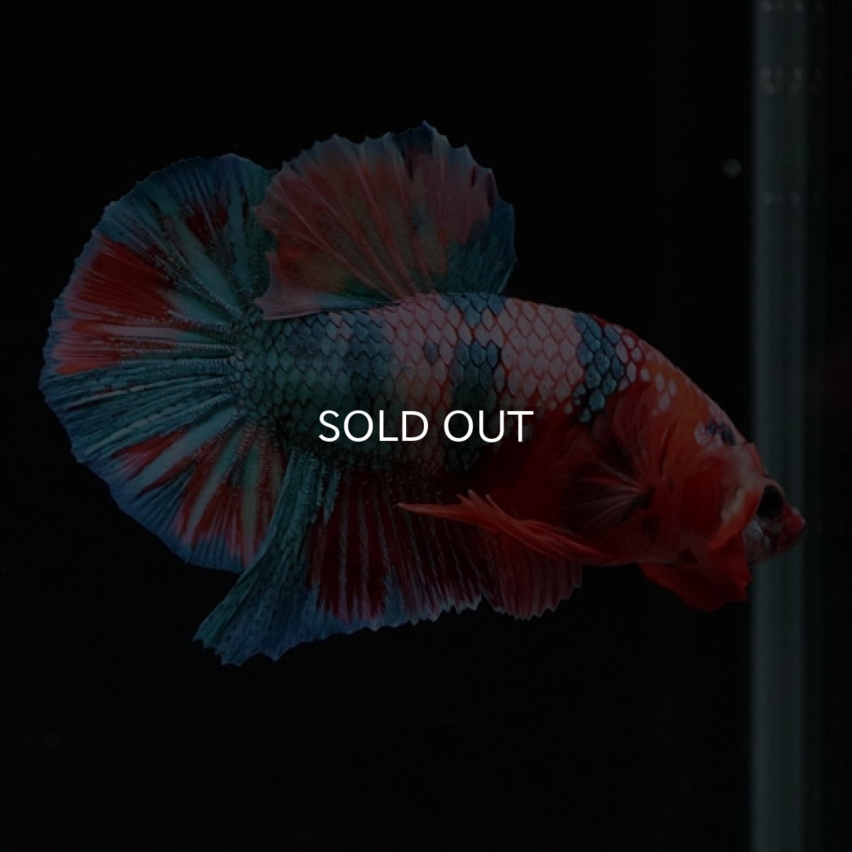 画像15: HMPK　キャンディレインボー (15)