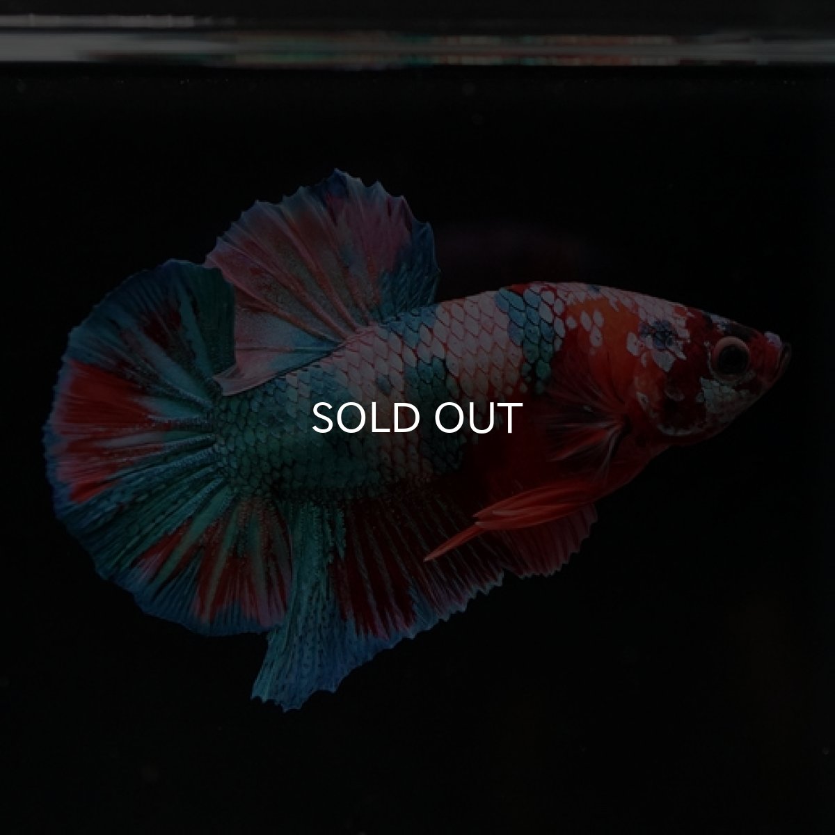 画像14: HMPK　キャンディレインボー (14)