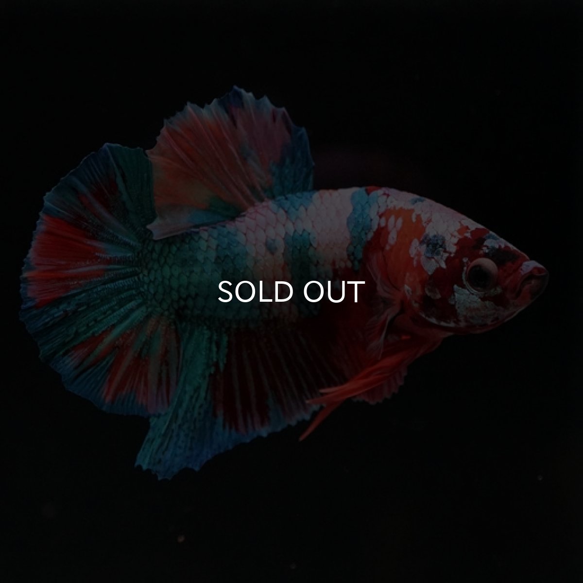 画像13: HMPK　キャンディレインボー (13)