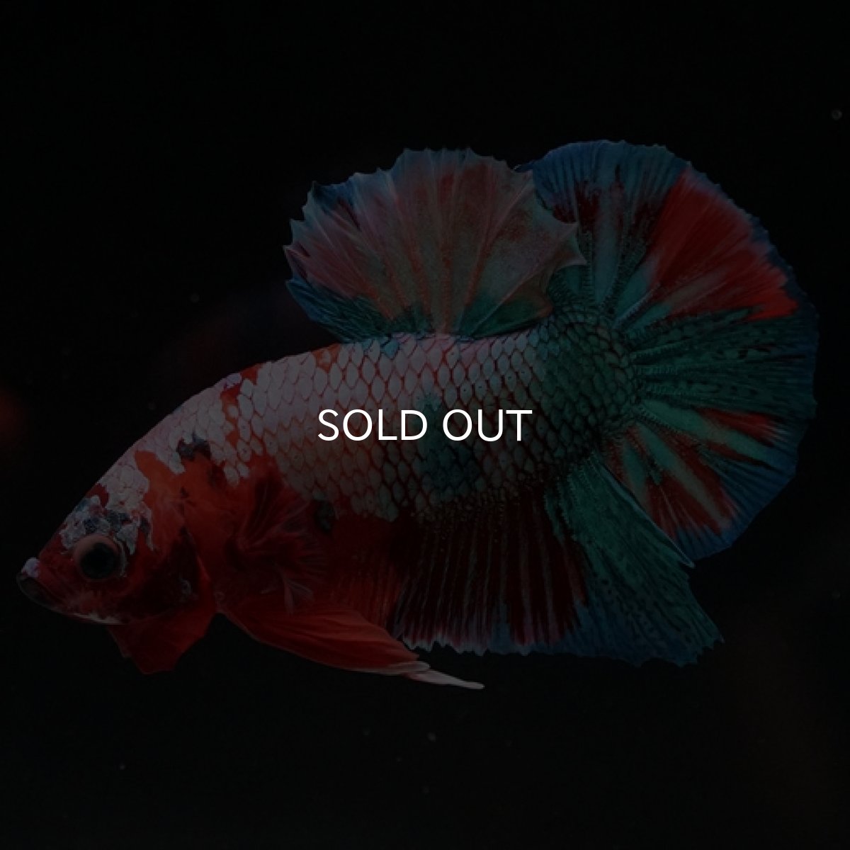 画像6: HMPK　キャンディレインボー (6)