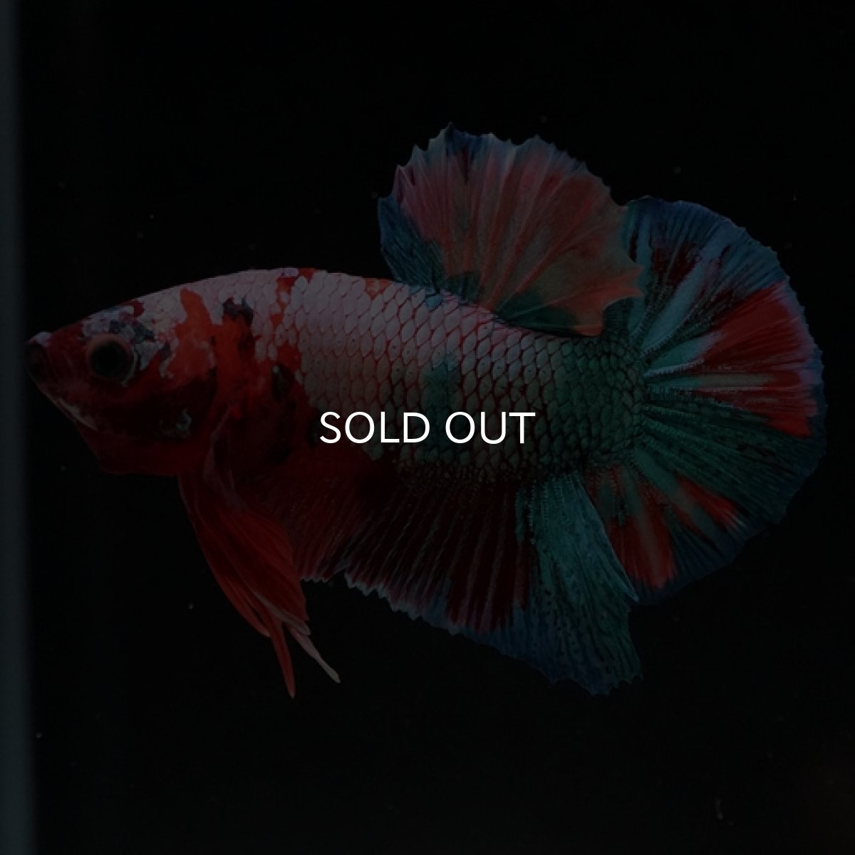 画像11: HMPK　キャンディレインボー (11)