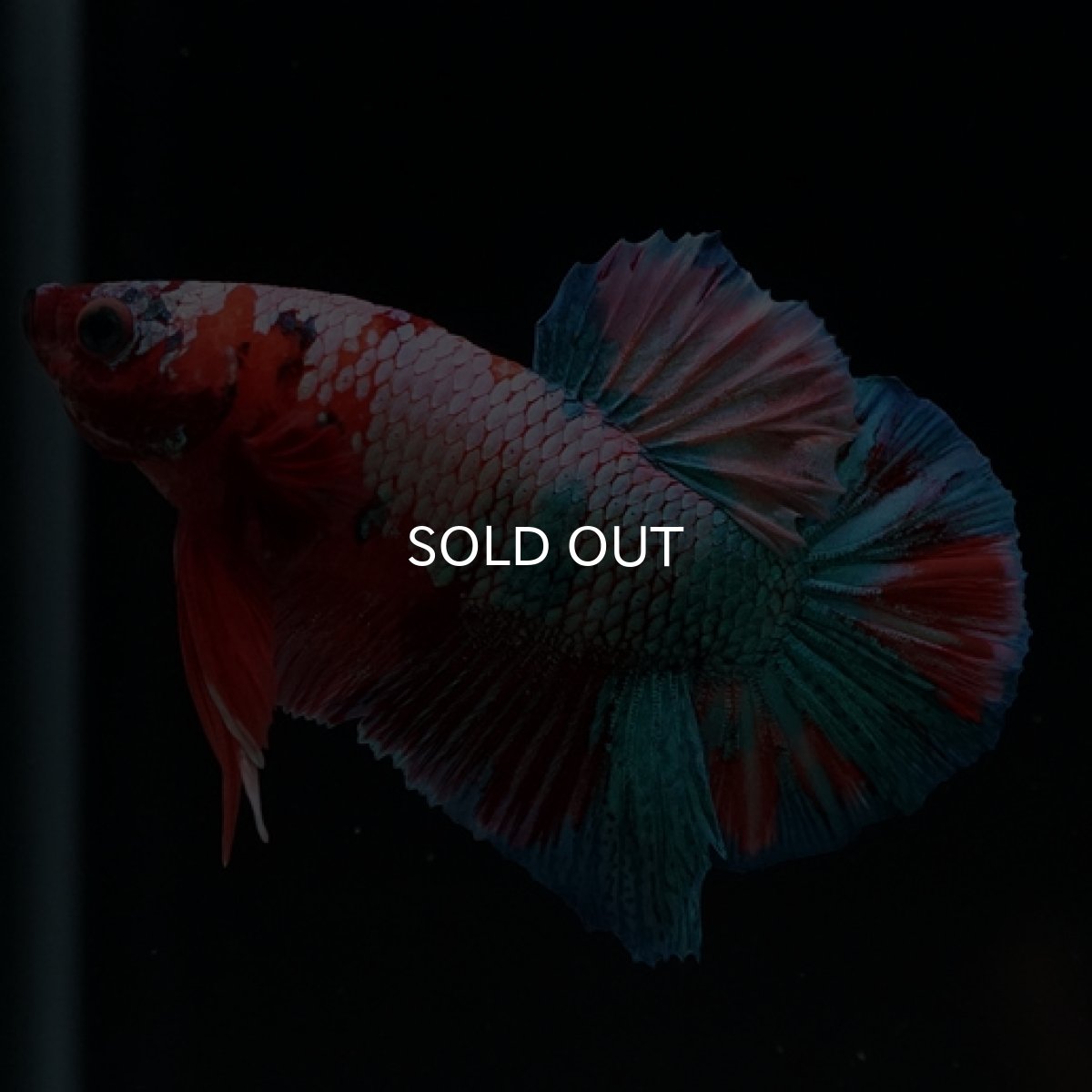 画像9: HMPK　キャンディレインボー (9)