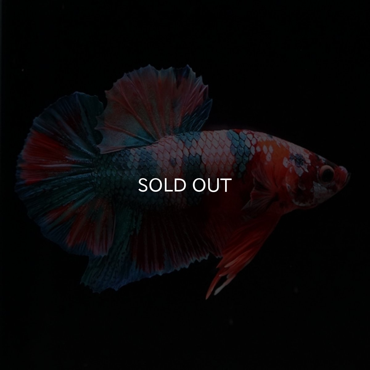 画像12: HMPK　キャンディレインボー (12)