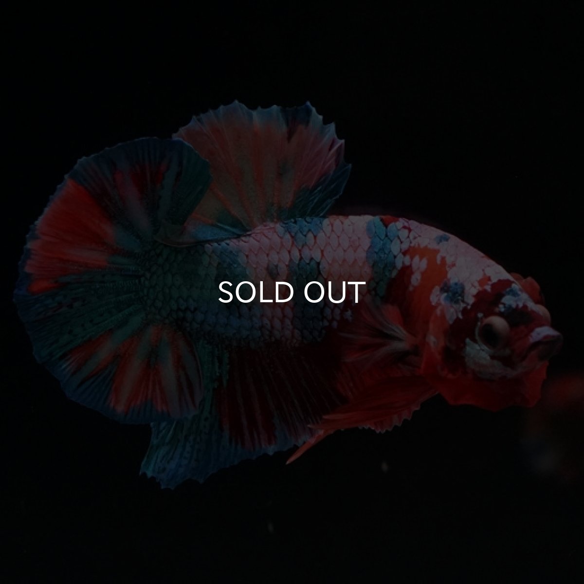 画像5: HMPK　キャンディレインボー (5)