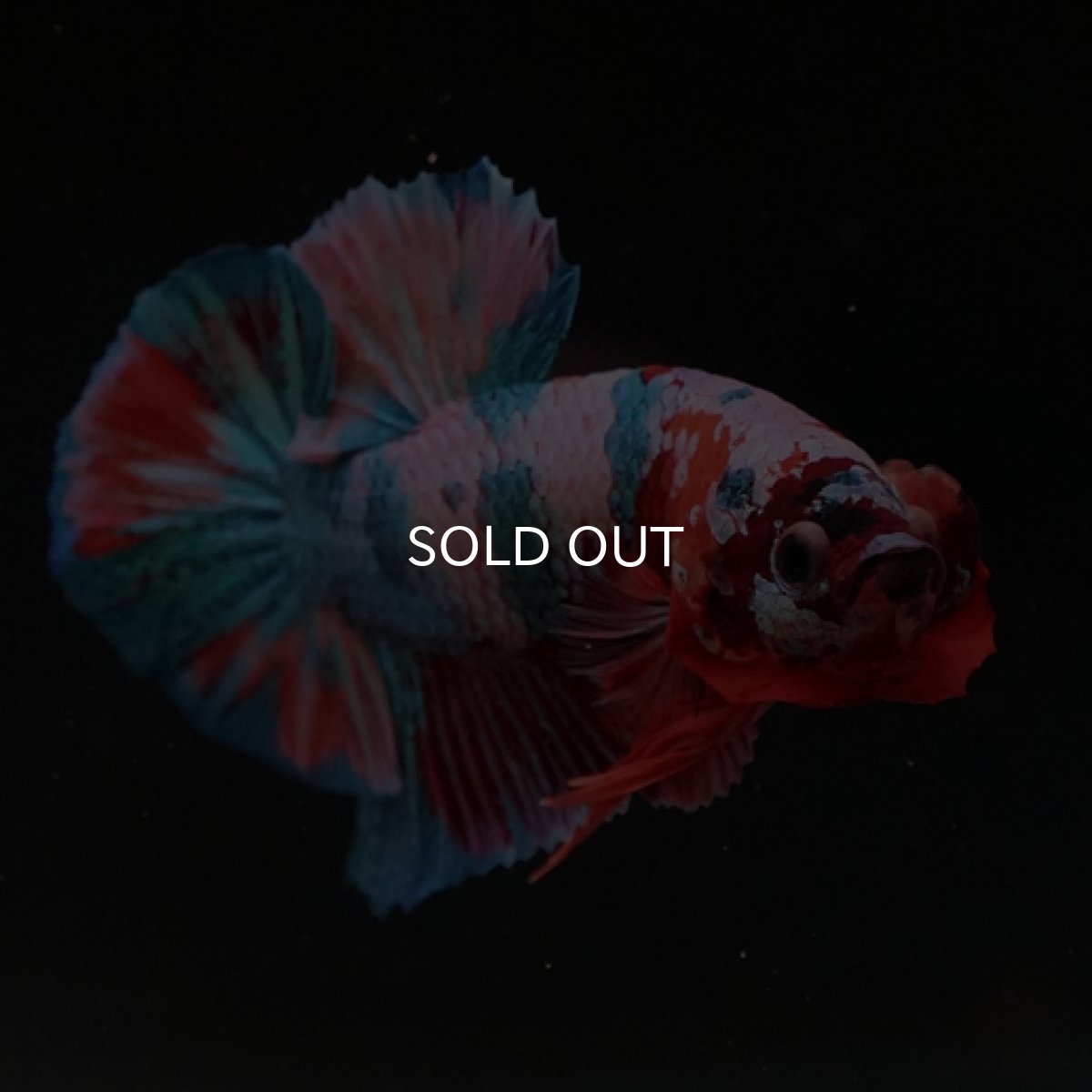 画像3: HMPK　キャンディレインボー (3)