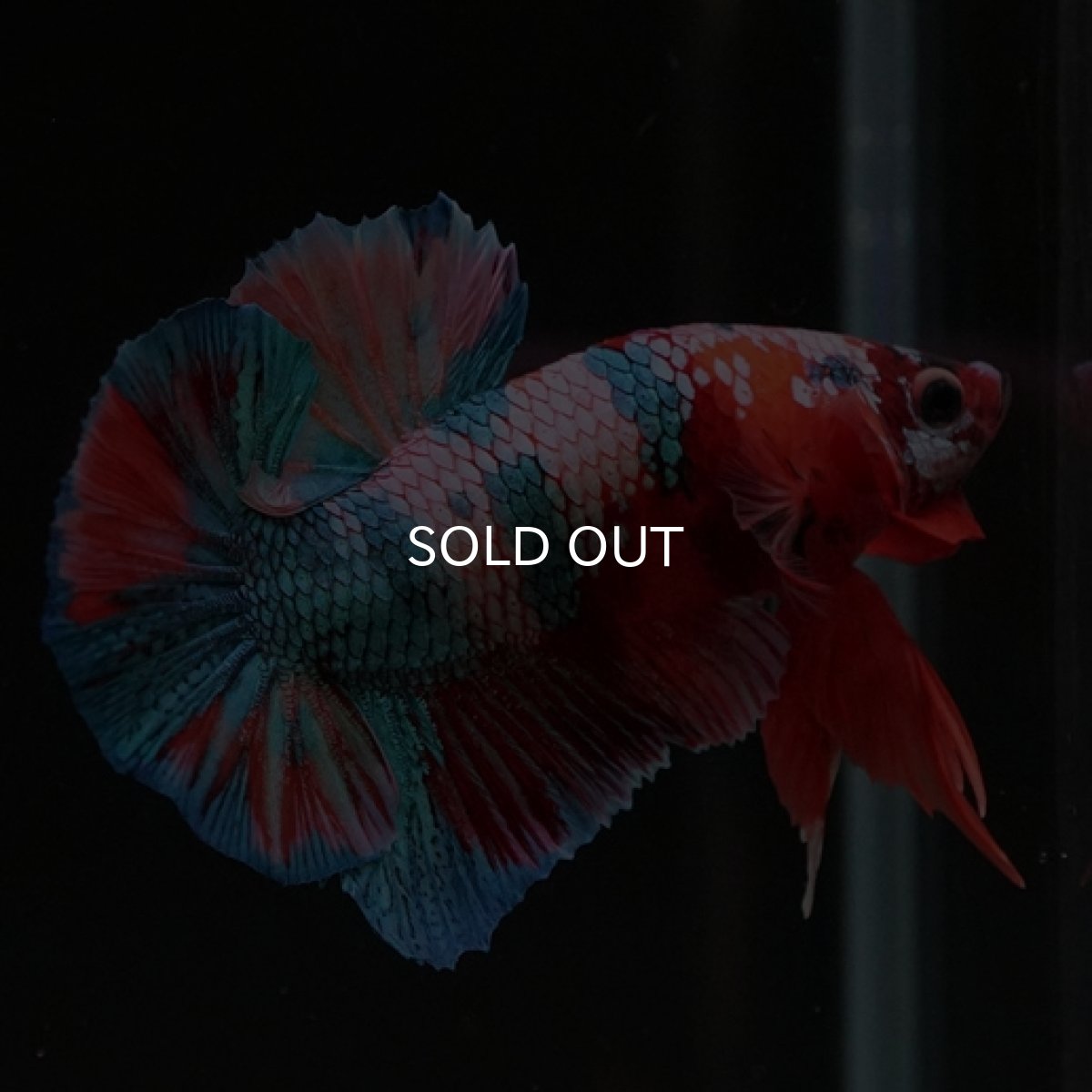 画像10: HMPK　キャンディレインボー (10)