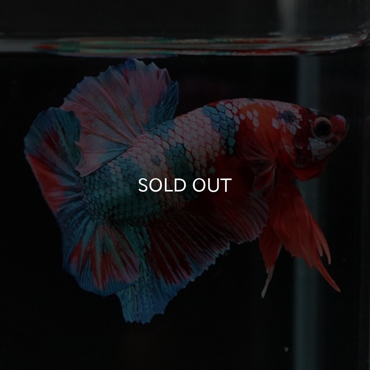 画像8: HMPK　キャンディレインボー (8)