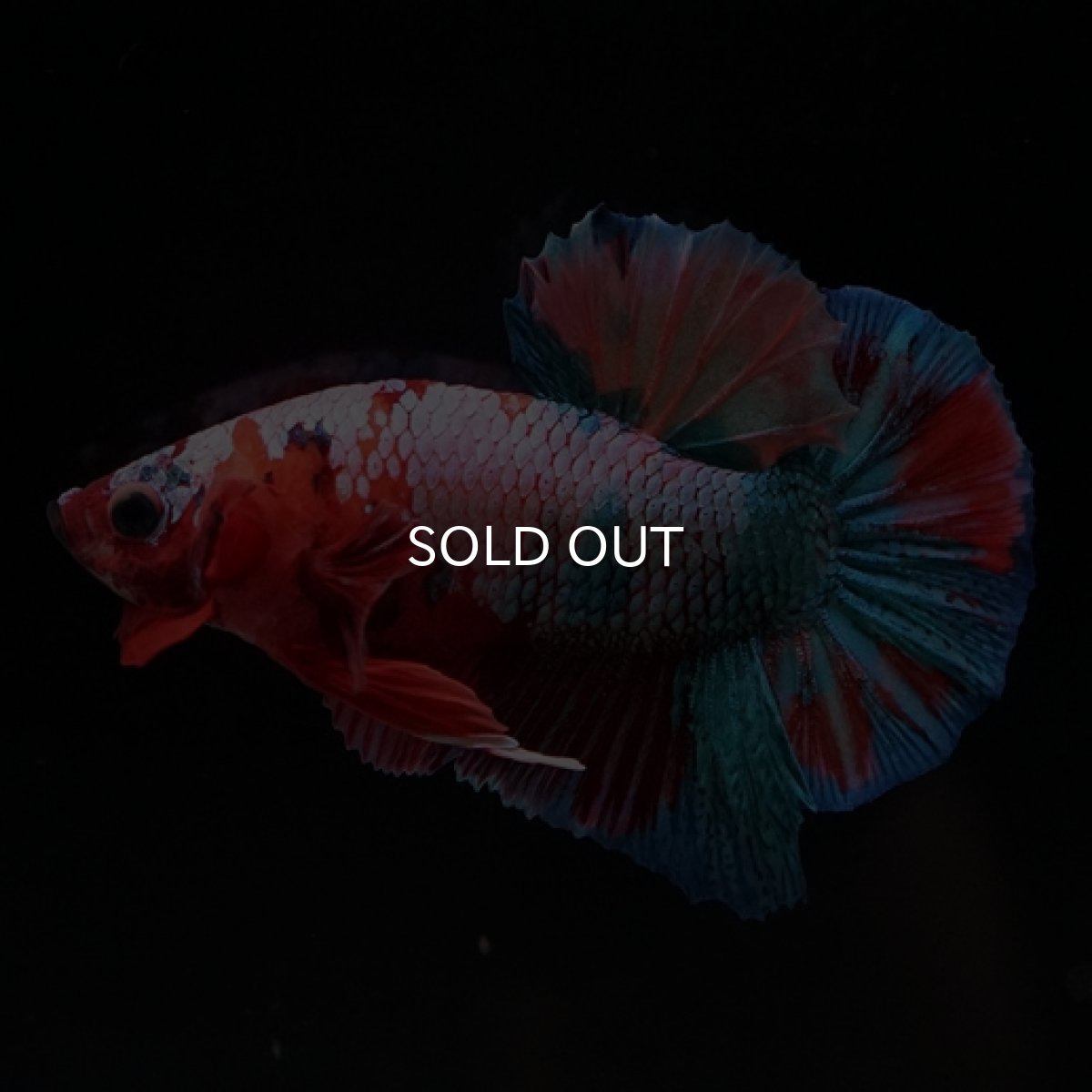 画像7: HMPK　キャンディレインボー (7)