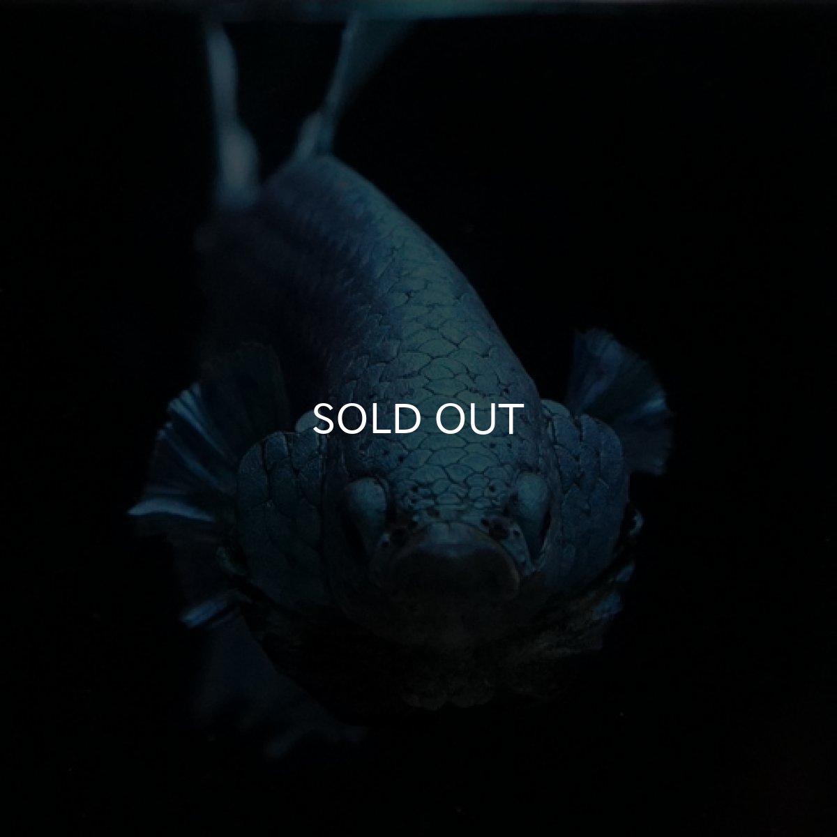 画像2: HMPK　ターコイズブルー (2)