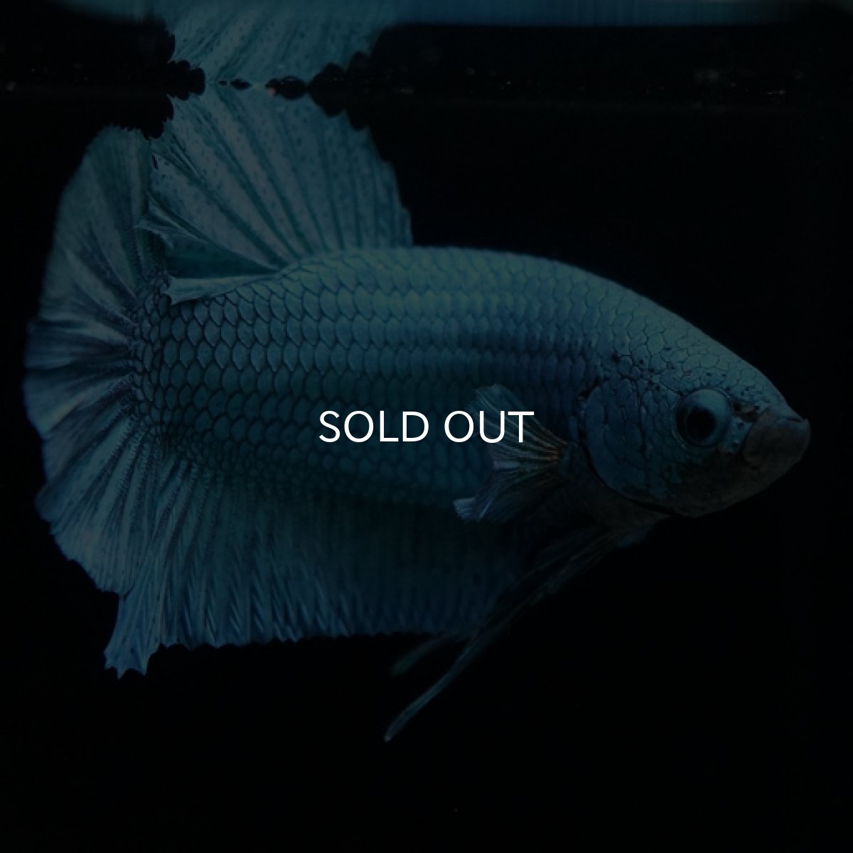 画像6: HMPK　ターコイズブルー (6)