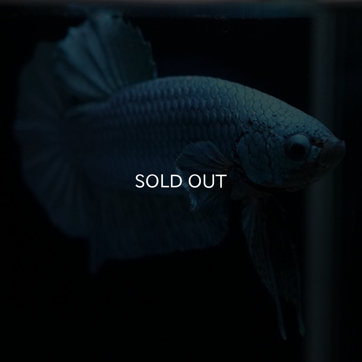 画像5: HMPK　ターコイズブルー (5)