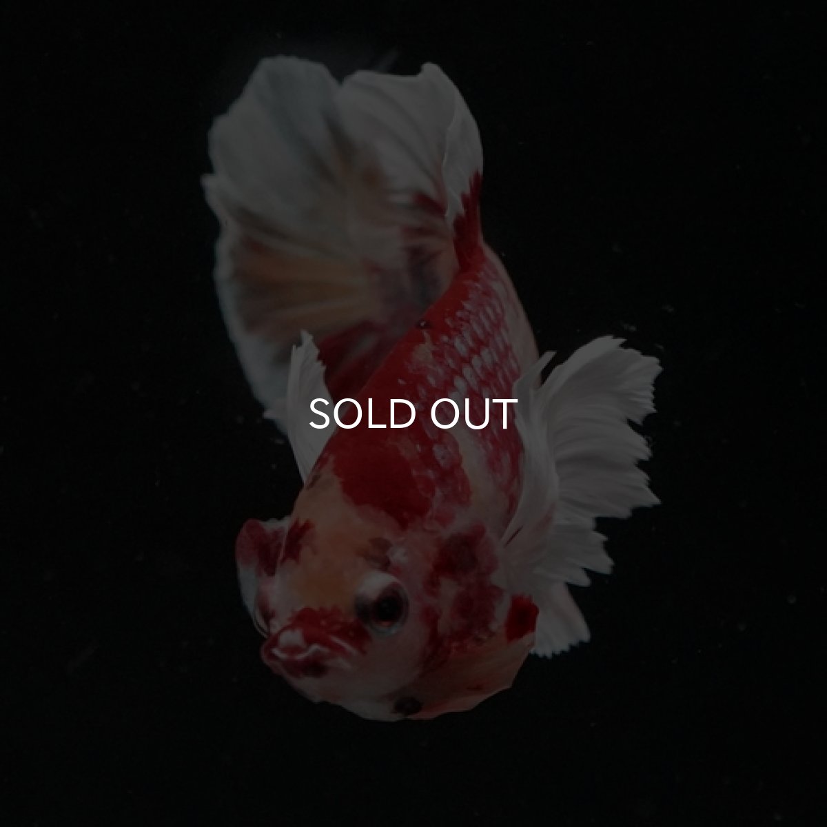 画像2: HMPK キャンディカッパー ダンボ (2)