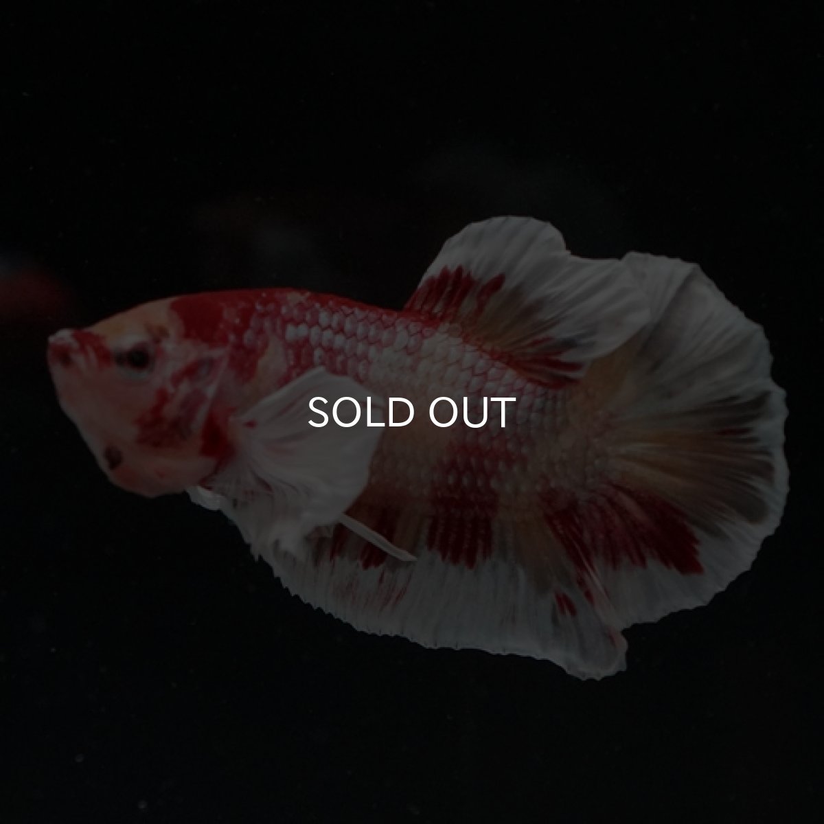 画像4: HMPK キャンディカッパー ダンボ (4)