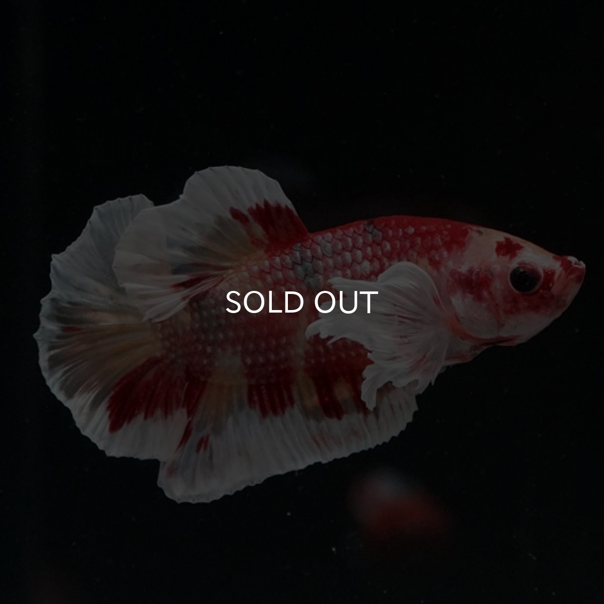 画像3: HMPK キャンディカッパー ダンボ (3)