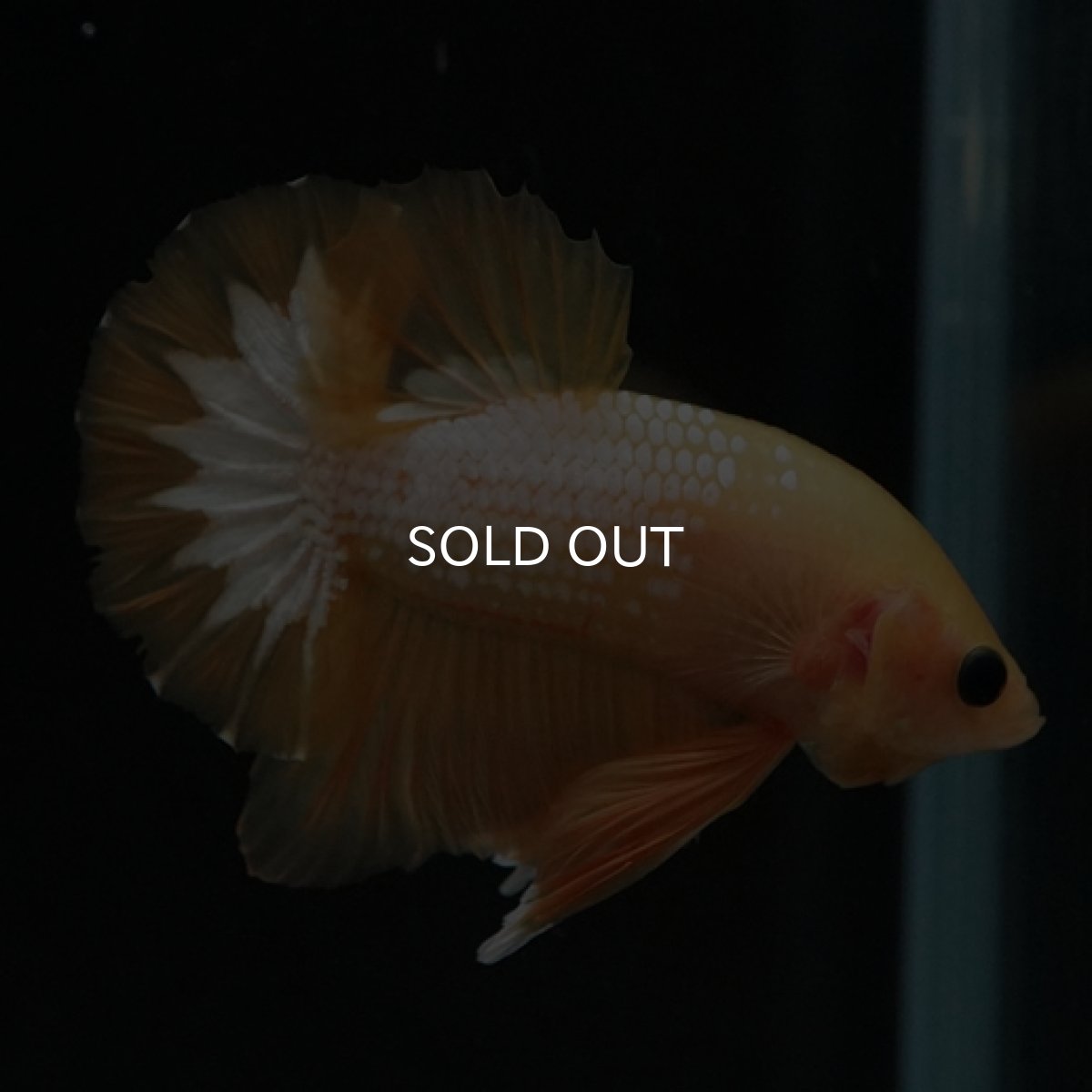 画像2: HMPK　イエローファンシー (2)