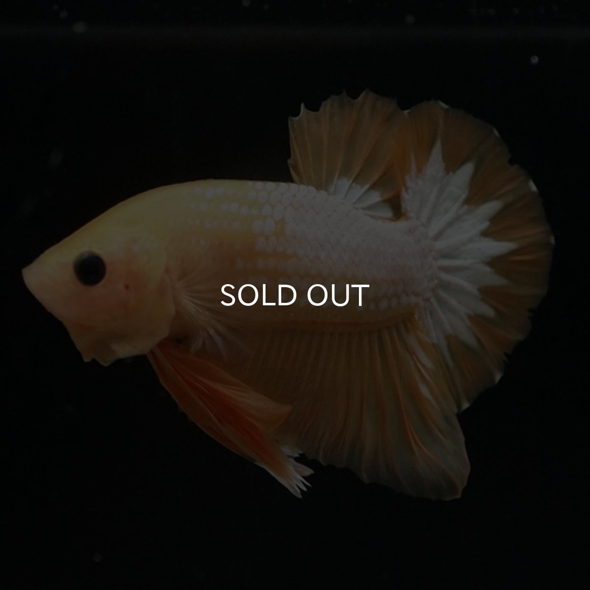 画像4: HMPK　イエローファンシー (4)