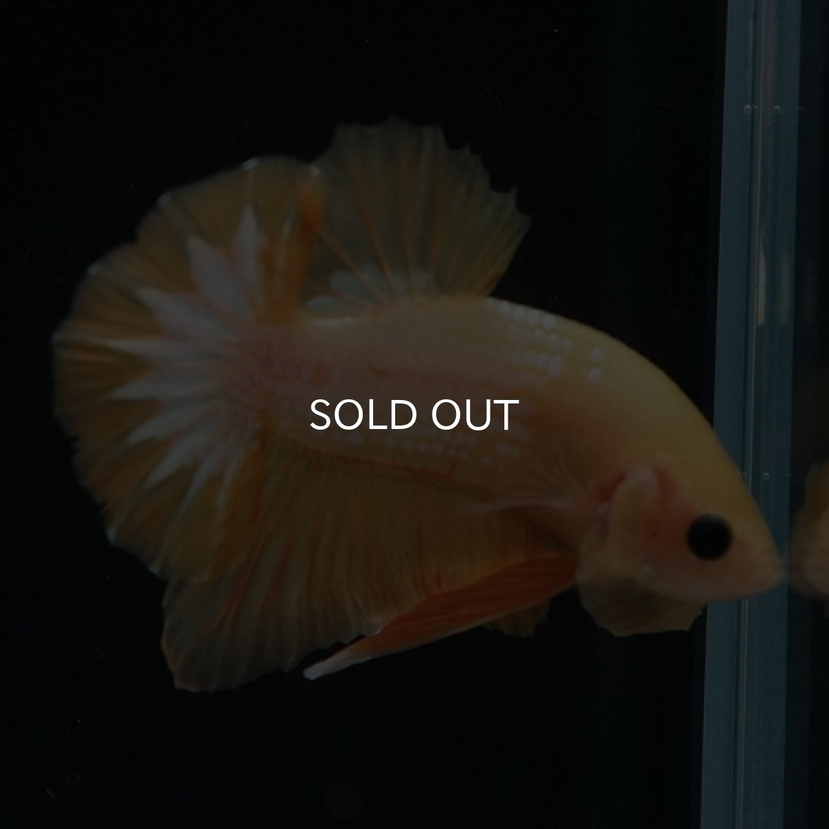 画像3: HMPK　イエローファンシー (3)