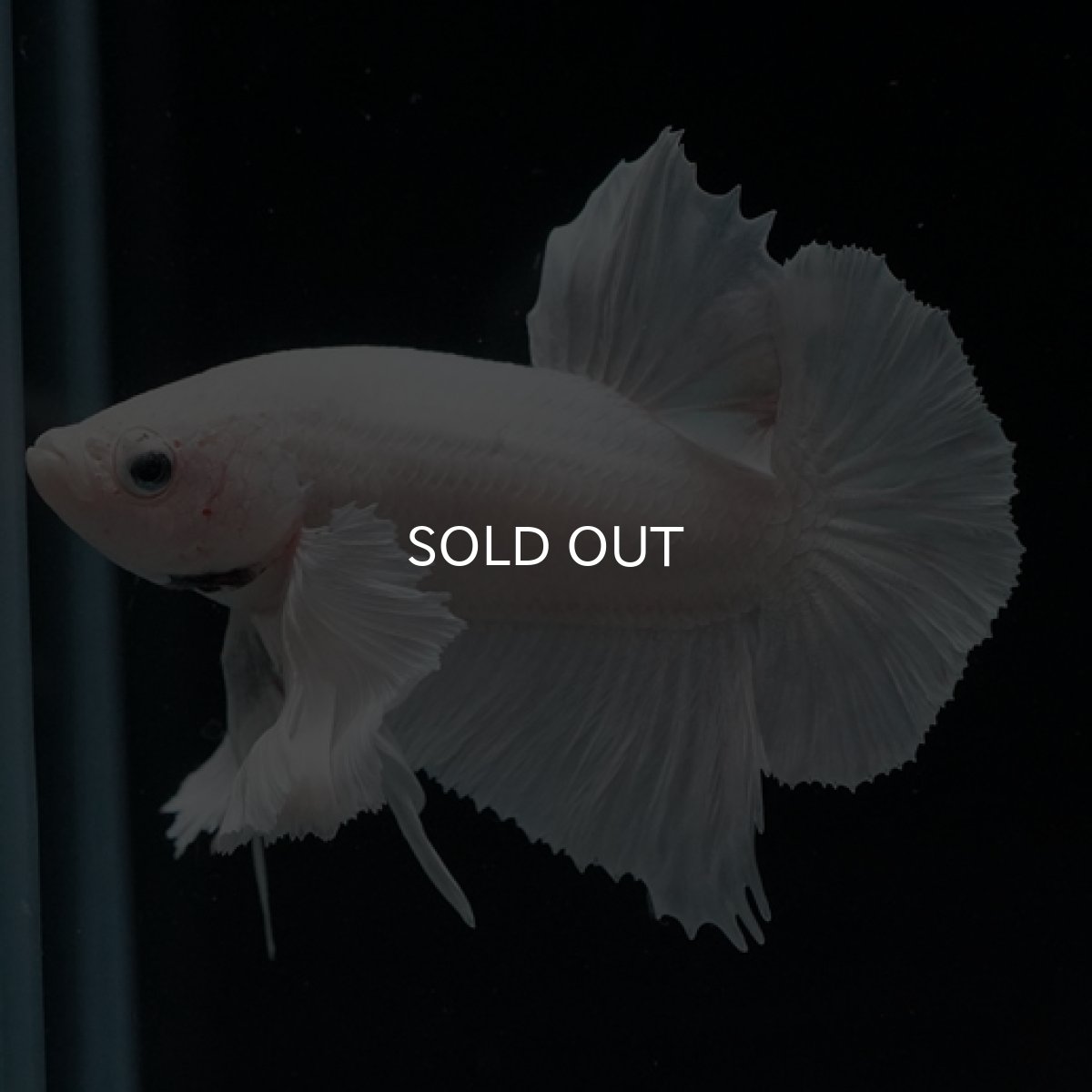 画像3: HMPK ホワイト ダンボ (3)