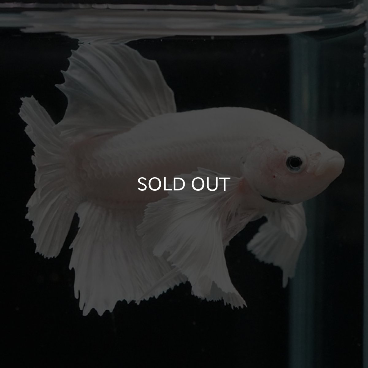 画像8: HMPK ホワイト ダンボ (8)