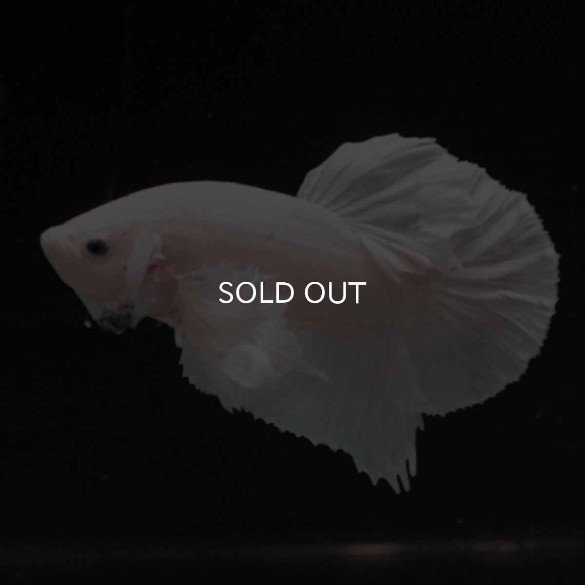 画像7: HMPK ホワイト ダンボ (7)