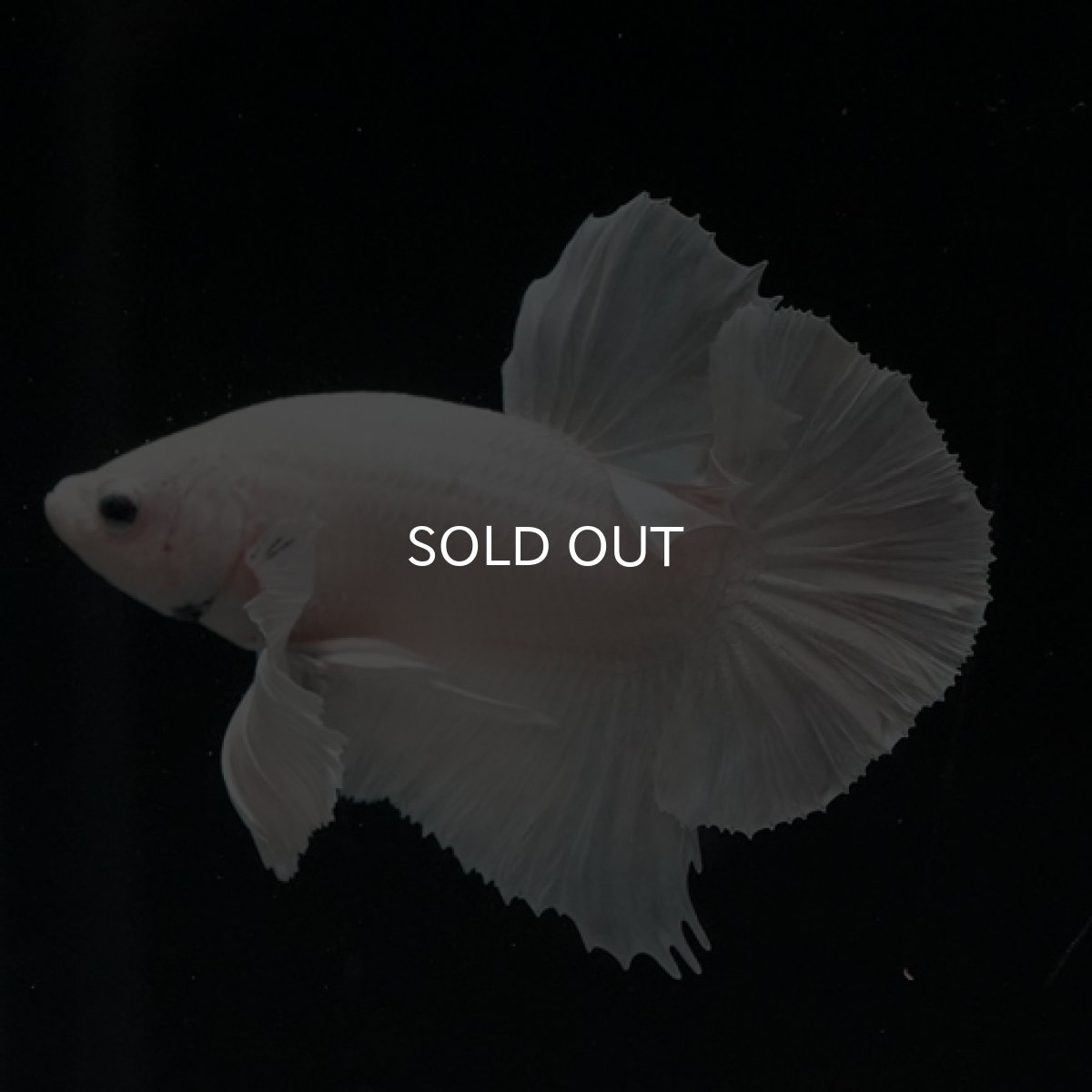 画像6: HMPK ホワイト ダンボ (6)