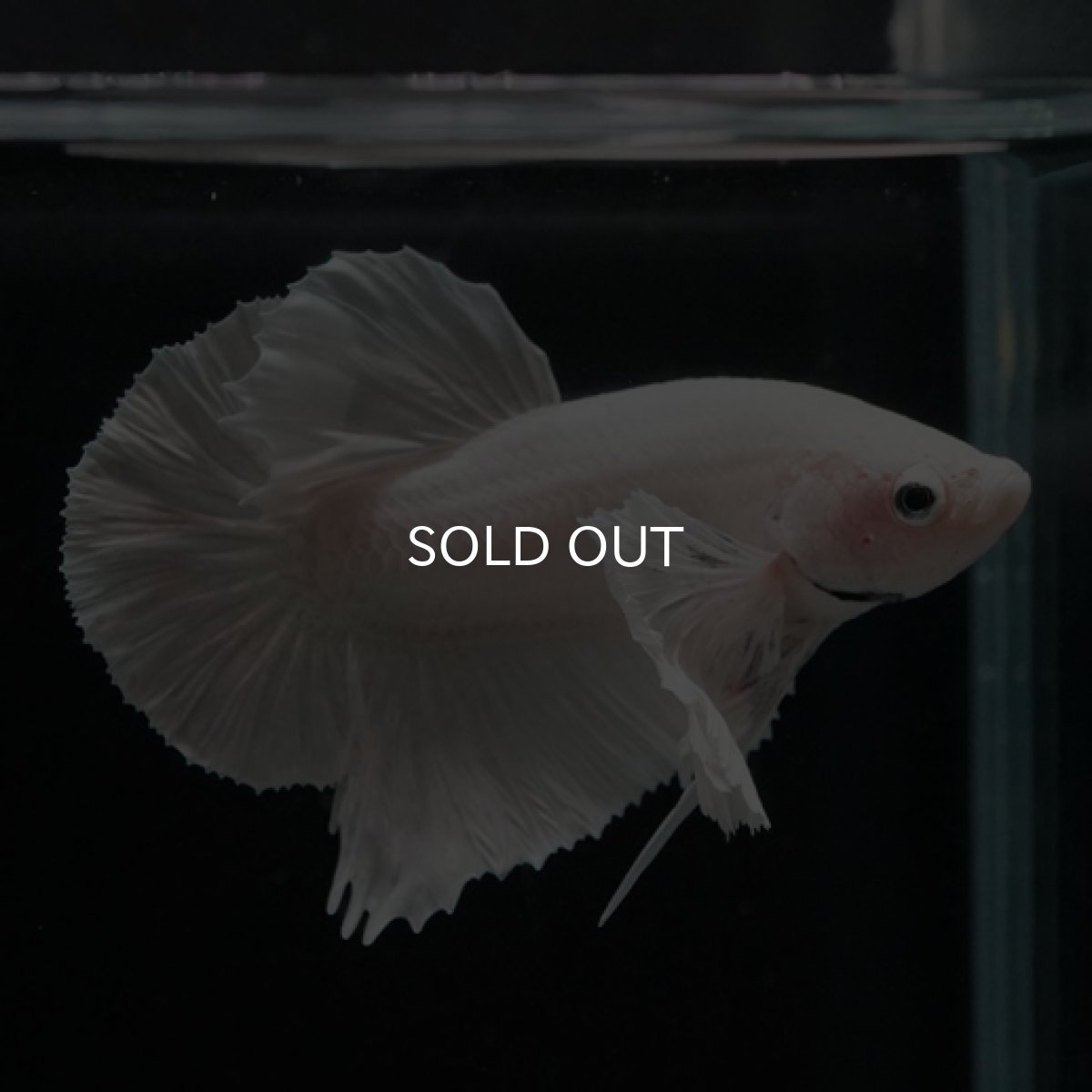 画像2: HMPK ホワイト ダンボ (2)