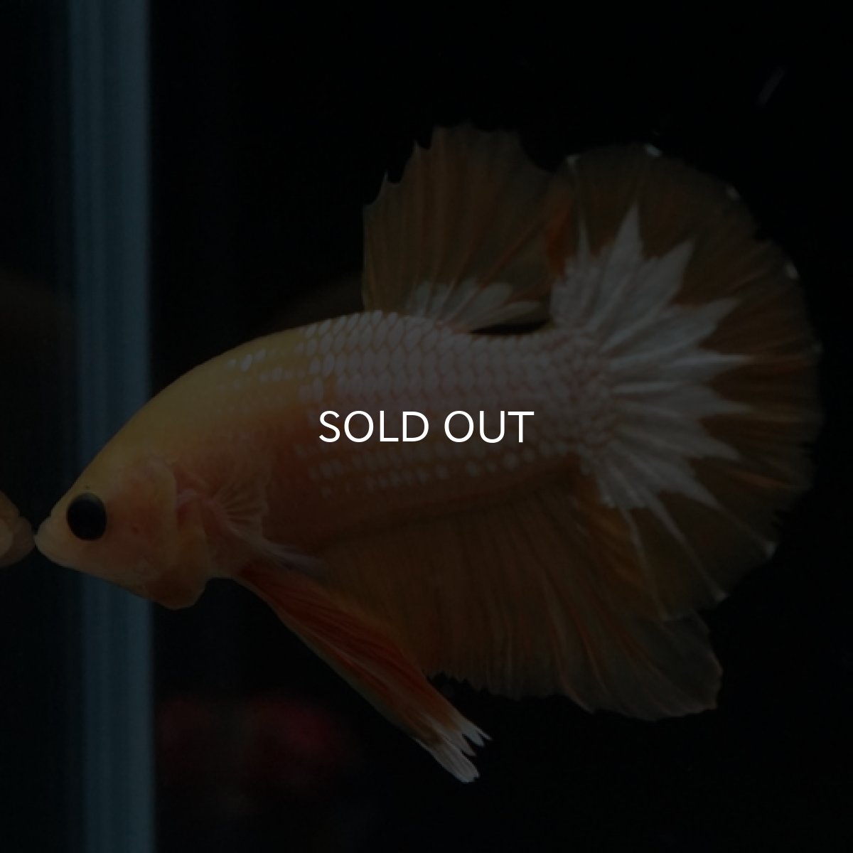 画像5: HMPK　イエローファンシー (5)