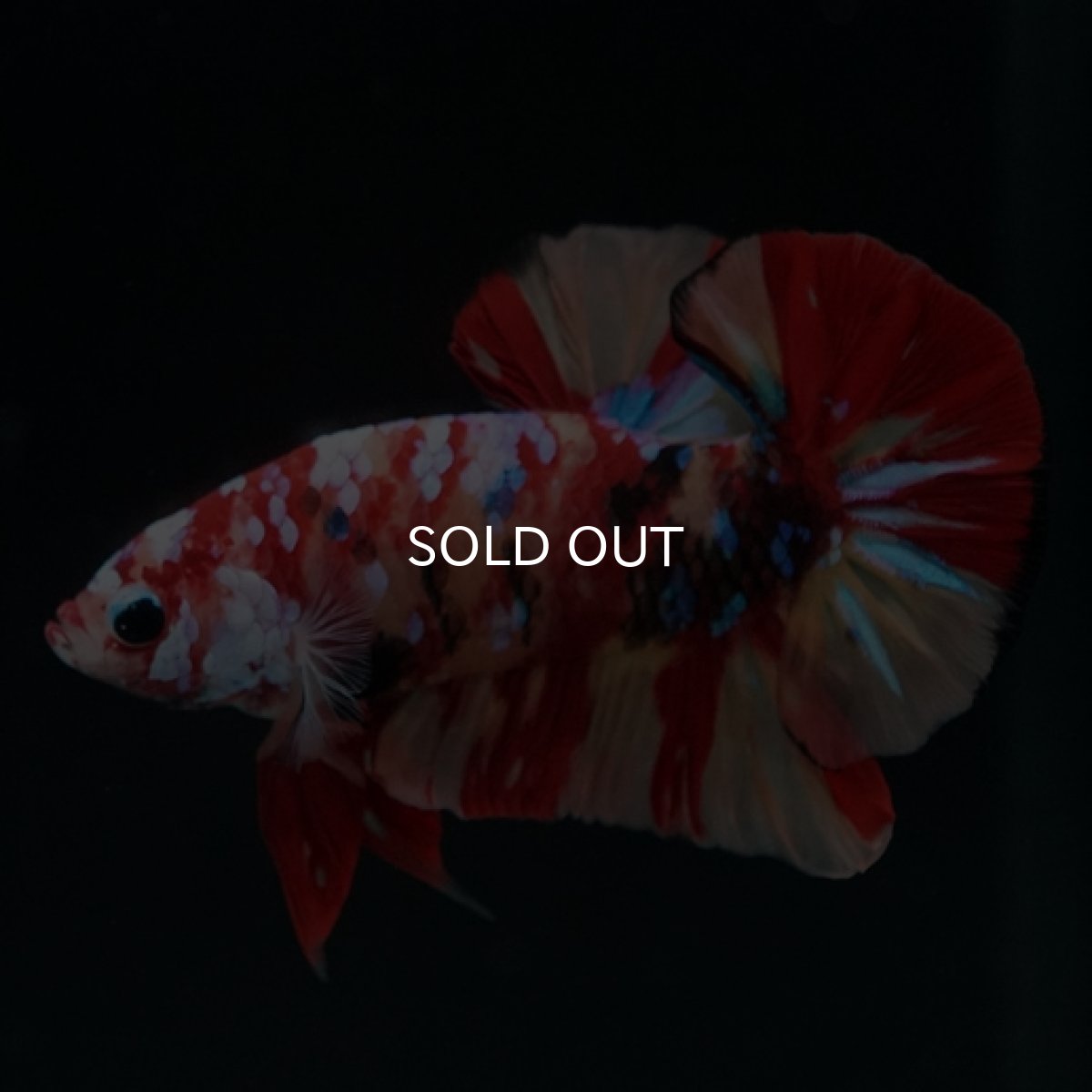 画像7: HMPK　キャンディギャラクシー (7)