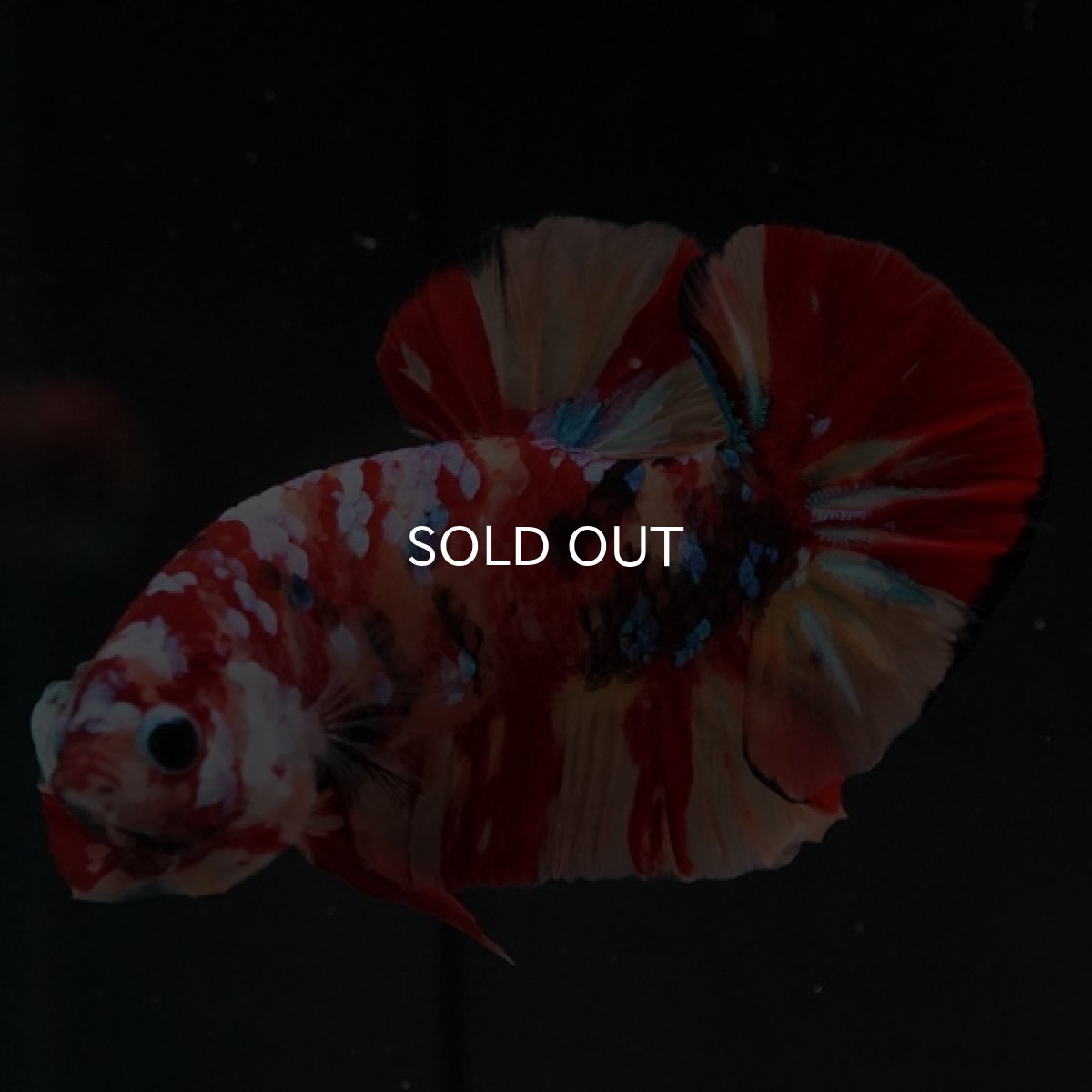 画像5: HMPK　キャンディギャラクシー (5)