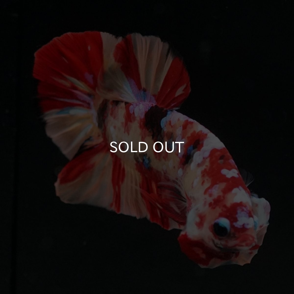 画像4: HMPK　キャンディギャラクシー (4)