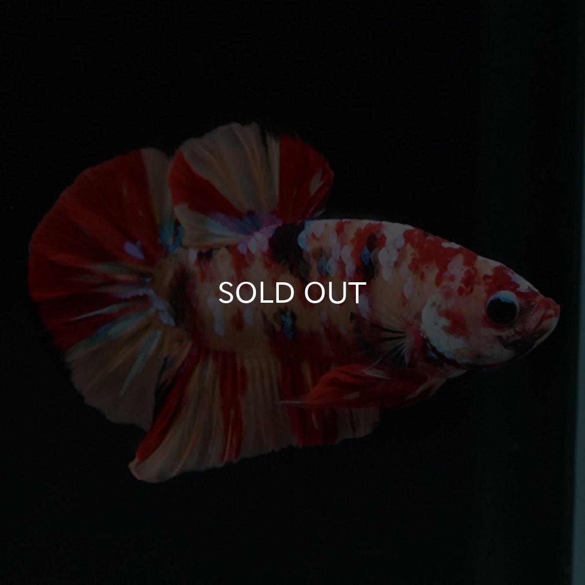 画像3: HMPK　キャンディギャラクシー (3)