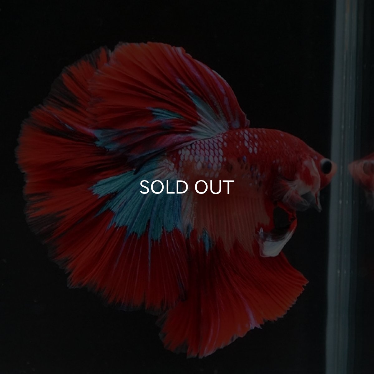 画像10: HM キャンディ (10)