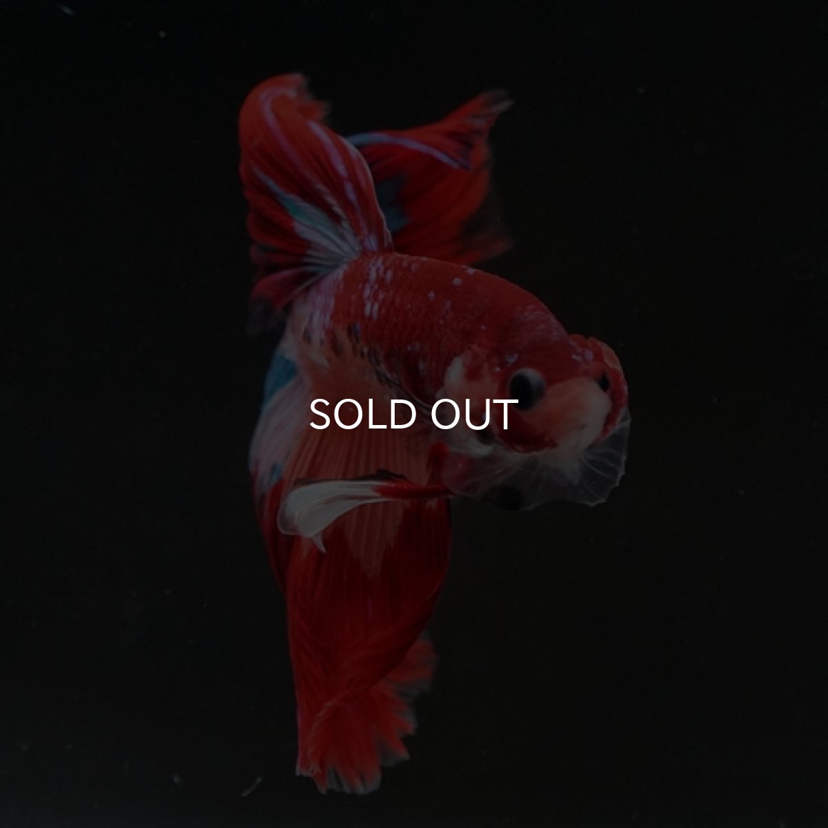 画像3: HM キャンディ (3)