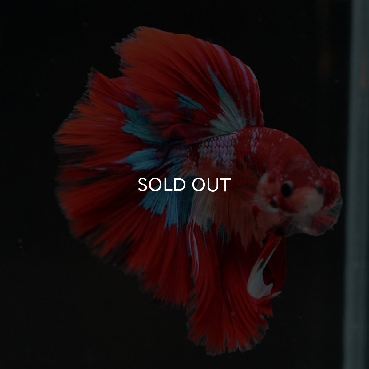 画像5: HM キャンディ (5)