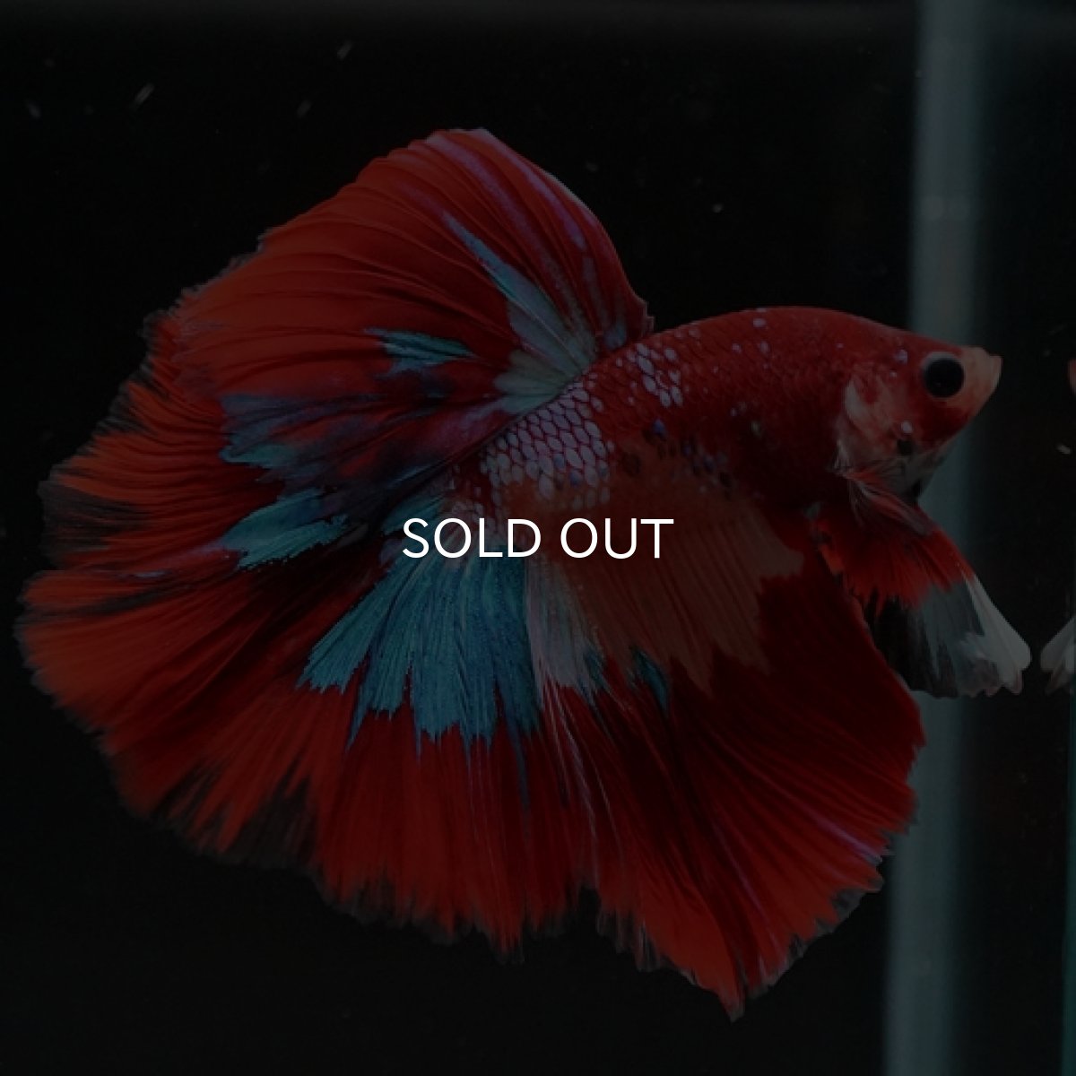 画像9: HM キャンディ (9)