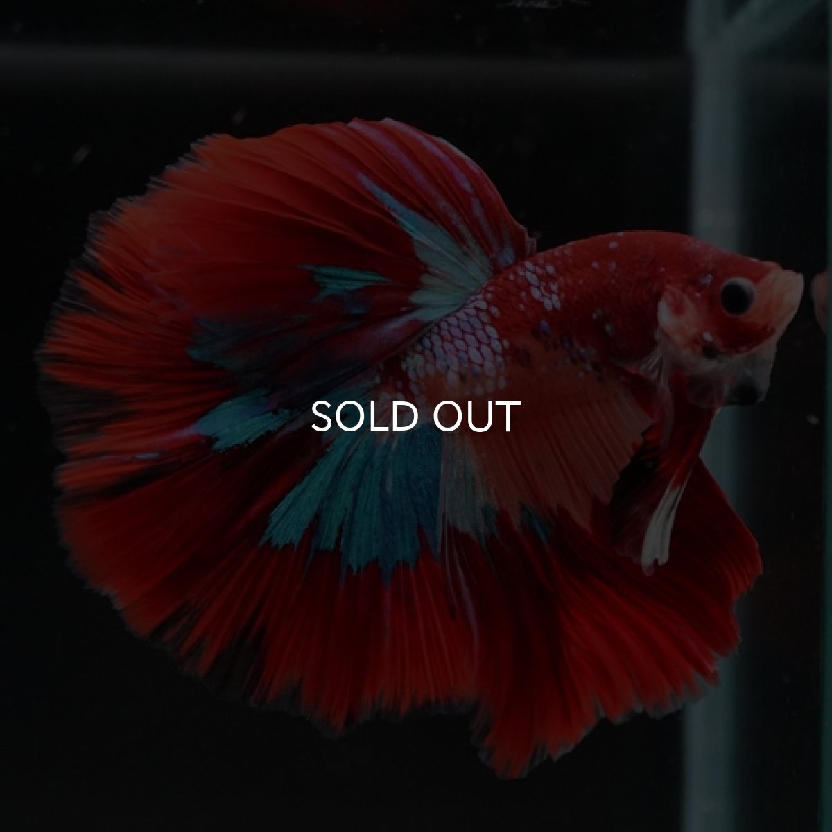 画像2: HM キャンディ (2)