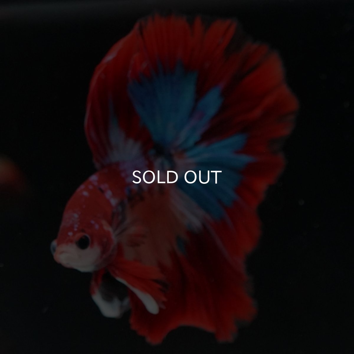 画像8: HM キャンディ (8)