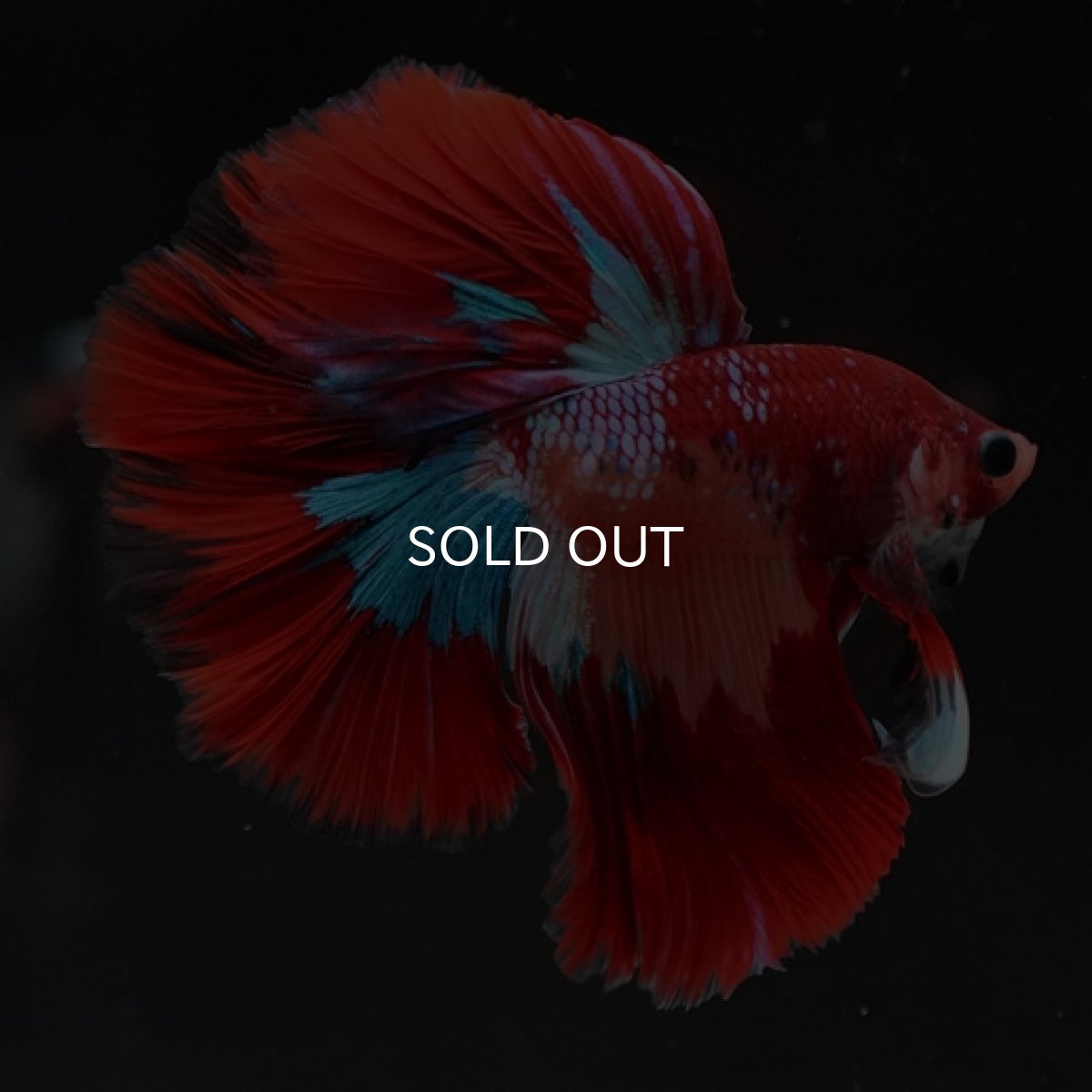 画像7: HM キャンディ (7)