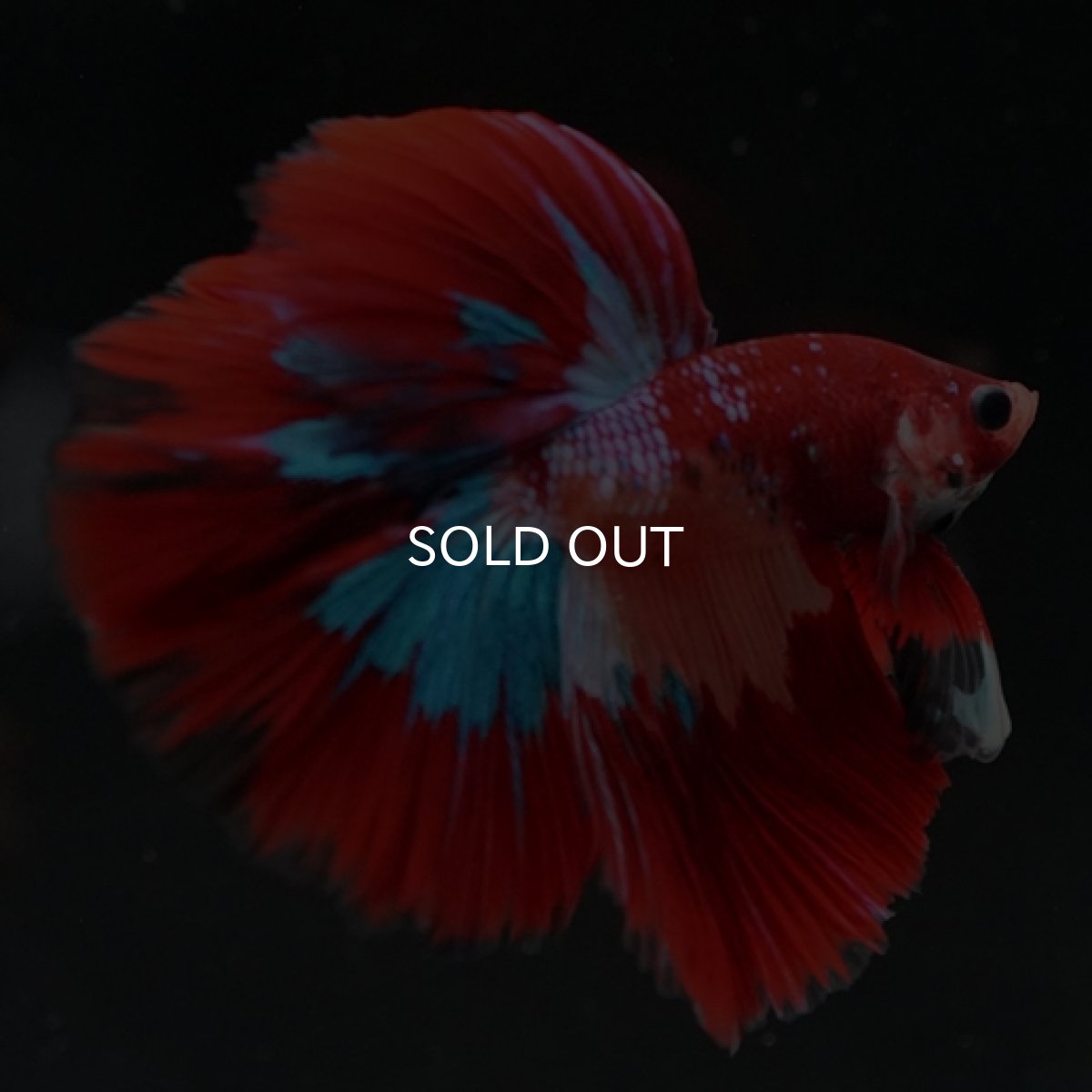 画像6: HM キャンディ (6)